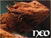 neo2.jpg