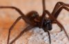 myHausspinne-a19392462.jpg