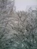 IMG_20101219_131834.jpg