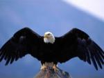 DarkEagle
