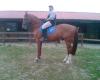 carfield