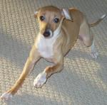 Idefix Windhund
