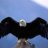 DarkEagle
